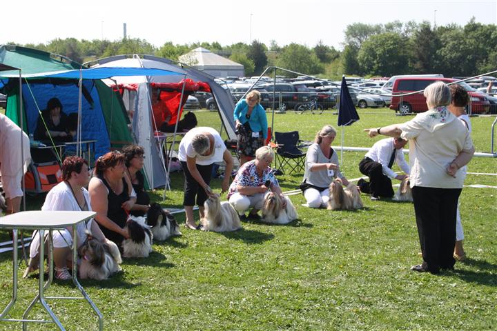 Shih Tzu Danmark